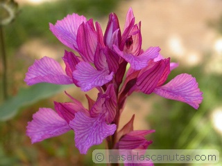 foto de flor orchis papilonacea